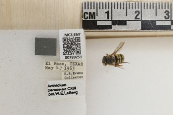 Media type: image;   Entomology 789251 Aspect: Labels
